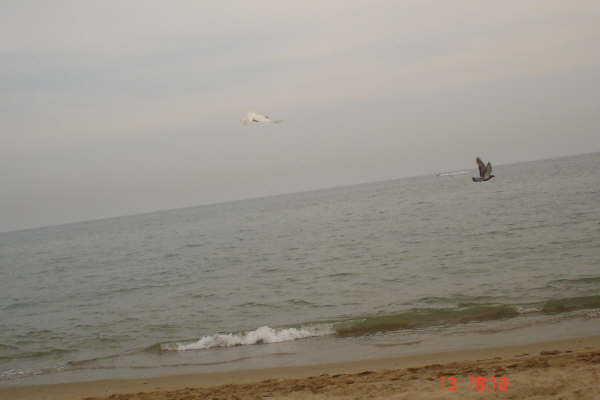 photo playa palomas volando.jpg